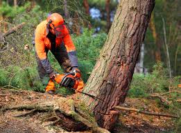 Best Tree Risk Assessment  in Mcfarland, CA